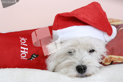 Image of White puppy