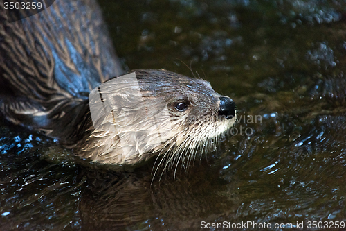 Image of Otter