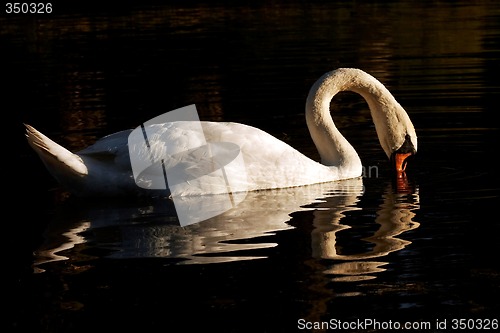 Image of swan with reflection