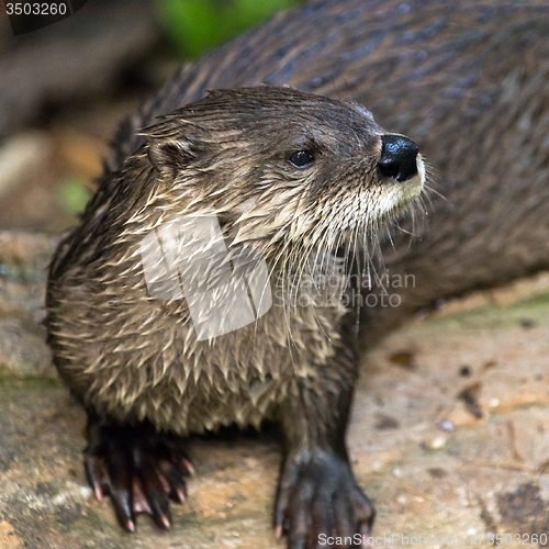 Image of Otter