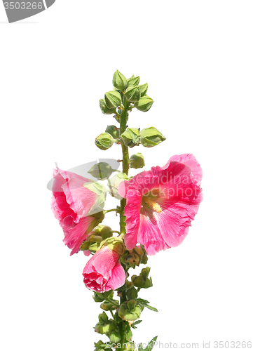 Image of Common hollyhock (Alcea rosea)