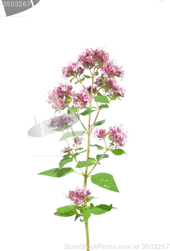 Image of Oregano (Origanum vulgare)