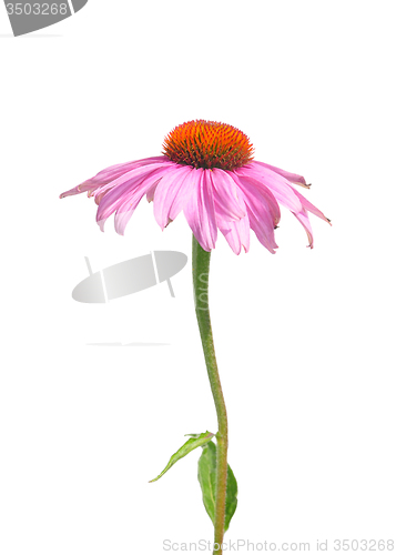 Image of Purple coneflower (Echinacea purpurea)