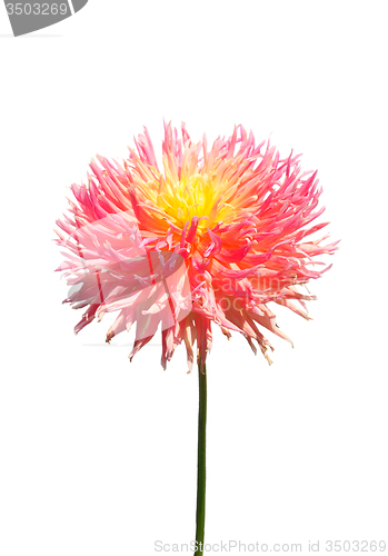 Image of Dahlia flower