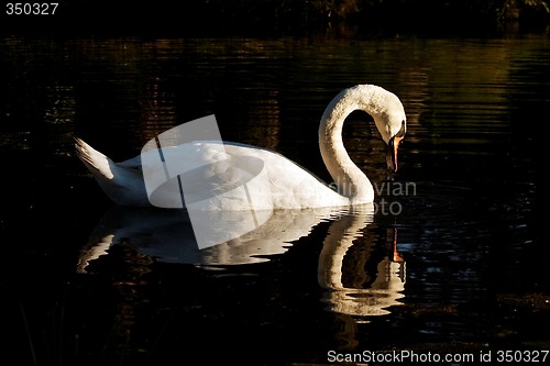 Image of swan