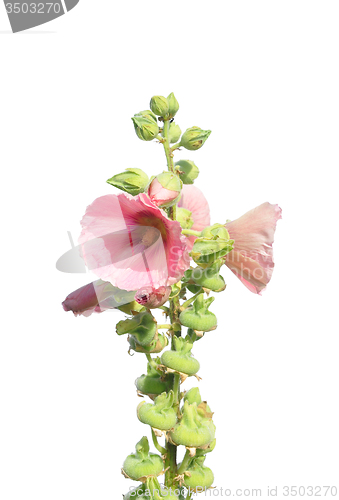 Image of Common hollyhock (Alcea rosea)