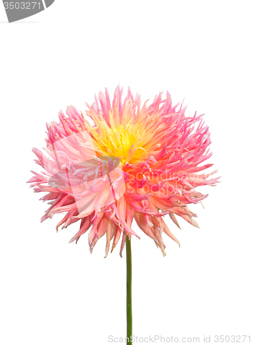 Image of Dahlia flower