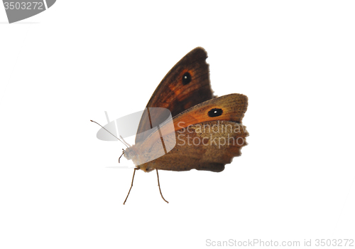 Image of Meadow brown (Maniola jurtina)