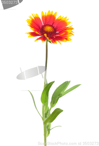 Image of Blanket flower