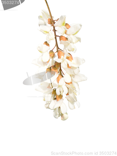 Image of Black locust (Robinia pseudoacacia)