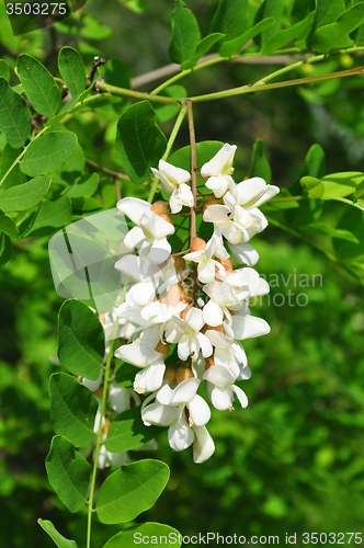 Image of Black locust (Robinia pseudoacacia)