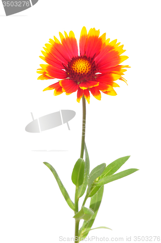 Image of Blanket flower