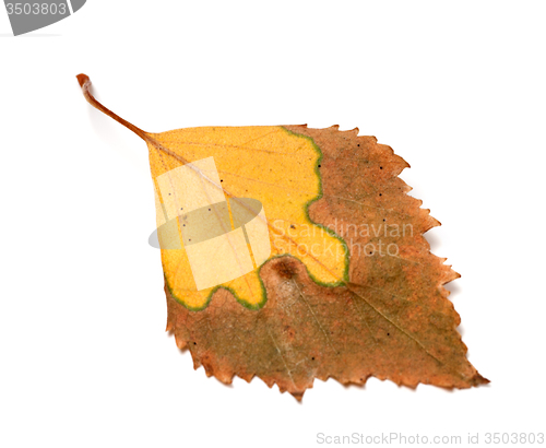 Image of Dried yellowed autumn leaf of birch