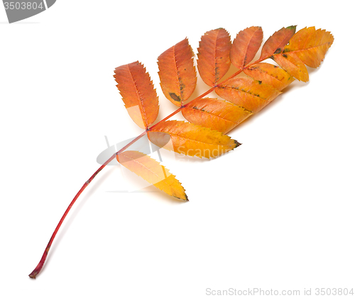 Image of Autumn leaf of rowan on white background