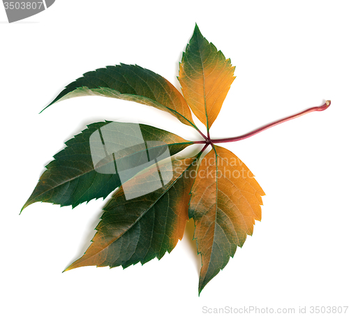 Image of Autumnal multicolor grapes leaf (Parthenocissus quinquefolia fol