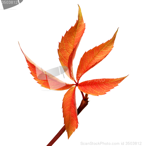 Image of Orange autumnal grapes leaf (Parthenocissus quinquefolia foliage