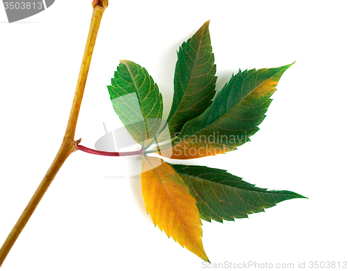 Image of Multicolor autumn twig of grapes leaves 