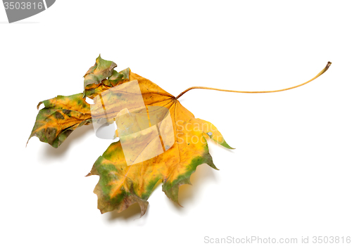 Image of Autumn yellowed dry maple-leaf on white background