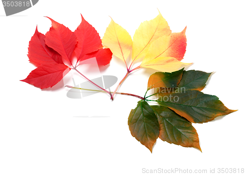 Image of Three multicolor leafs (Virginia creeper leaves)