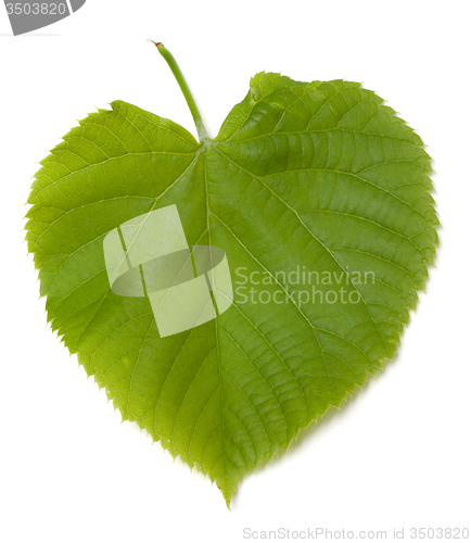 Image of Green tilia leaf