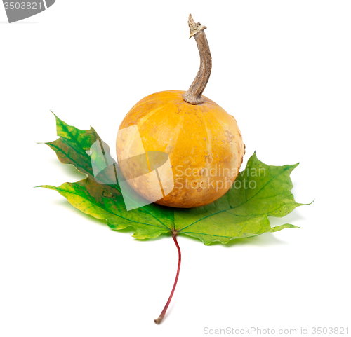 Image of Orange decorative pumpkin on maple-leaf