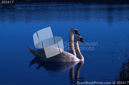 Image of pair of swimming swans