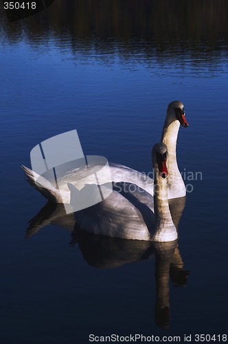 Image of pair of swans