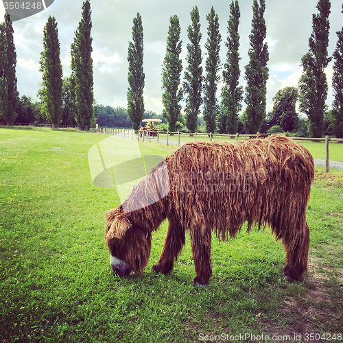 Image of Poitou donkey grazing on green pasture