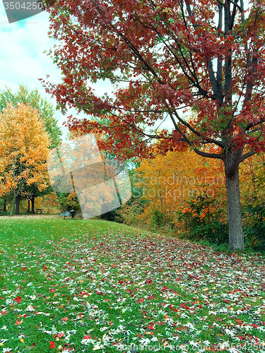 Image of Autumn landscape with green lawn and colorful trees