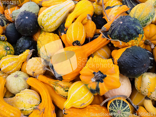 Image of Bright orange gourds and squashes