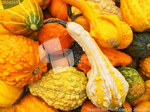 Image of Orange gourds of different shapes