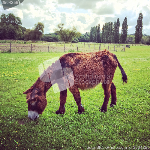 Image of Female Poitou donkey grazing on green pasture