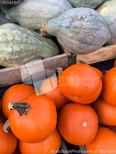 Image of Blue Hubbard squashes and Pie pumpkins