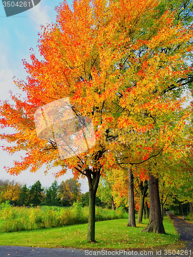 Image of Bright autumn trees in a park