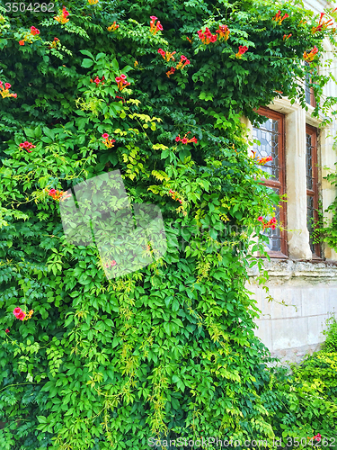 Image of Facade of an old building covered with ivy