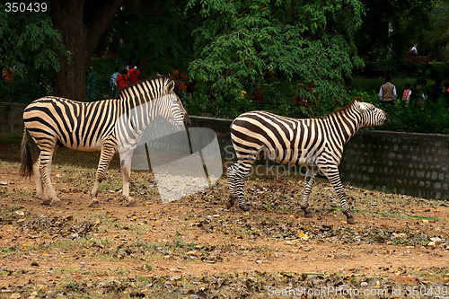 Image of Two Zebras