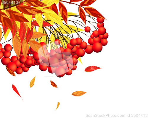 Image of Autumn Rowan Frame