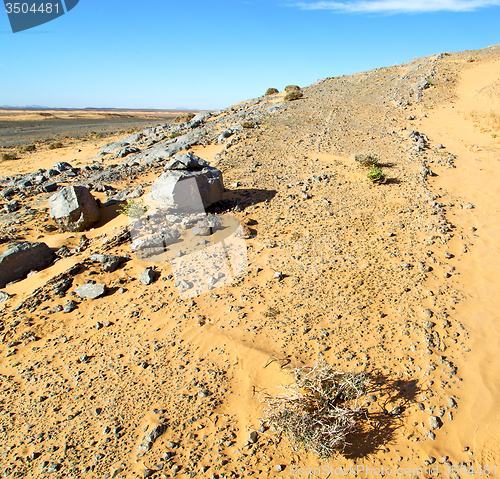 Image of  old fossil in  the desert of morocco sahara and rock  stone sky