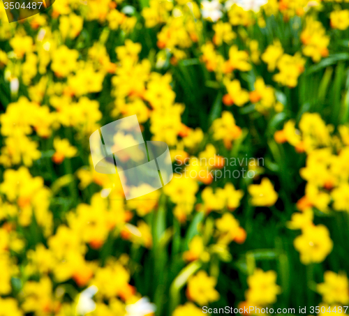 Image of in london yellow flower field nature and spring