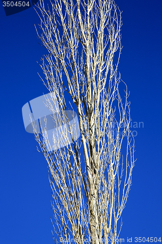 Image of dead wood in the   morocco  