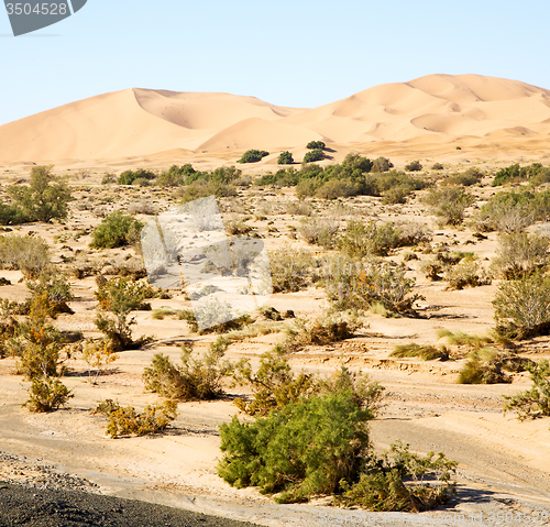 Image of  bush old fossil in  the desert of morocco sahara and rock  ston