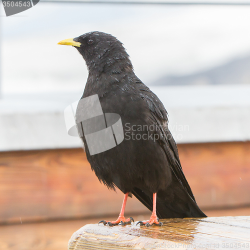 Image of Alpine Chough (Pyrrhocorax graculus)