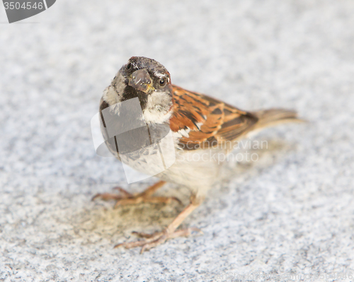 Image of Male sparrow begging