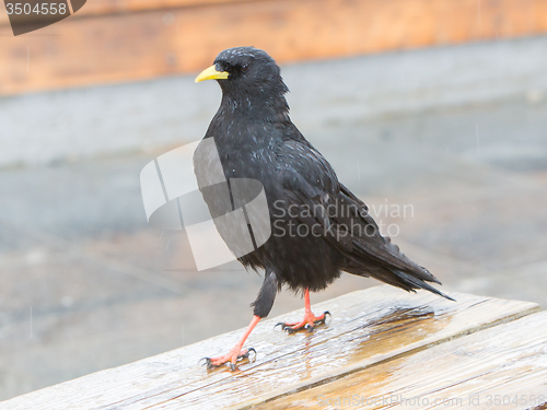 Image of Alpine Chough (Pyrrhocorax graculus)