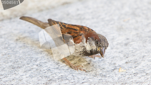 Image of Male sparrow begging