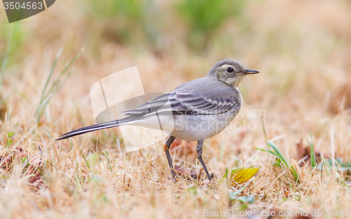 Image of Yellow wagtail, female