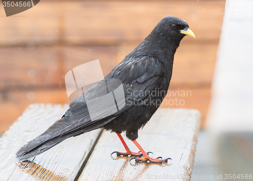 Image of Alpine Chough (Pyrrhocorax graculus)