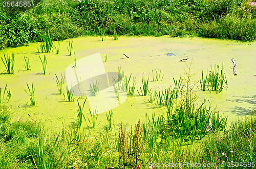 Image of Pond overgrown with duckweed