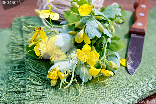 Image of Celandine with knife on board