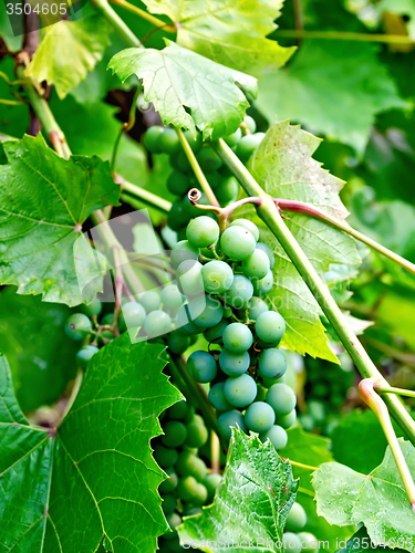 Image of Grapes unripe green